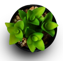 plant